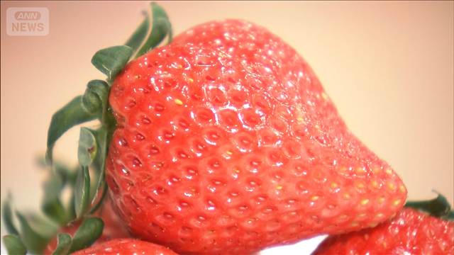 最先端植物工場　AI活用でイチゴの研究開発　世界最大級「Oishii　Farm」の日本拠点