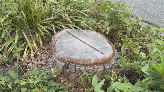 名物イチョウ並木で54本一斉に枯れる　回復見込めず伐採　原因は除草剤　東京・町田市