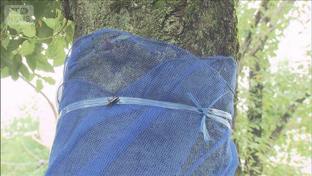 カミキリムシ駆除報酬、予算の半額3日間で市民に　1577匹で47万円分　高崎市