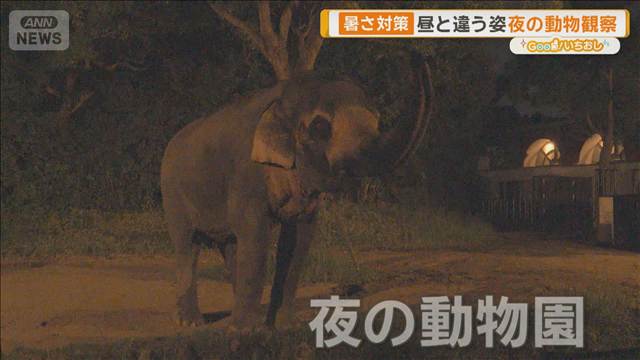 夏限定 夜の動物園　昼間とは違う動物の姿 特別なバードショーも【グッド！いちおし】