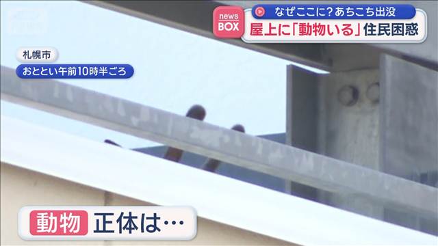 屋上に「動物いる」住民困惑　なぜここに？　あちこち出没　札幌市
