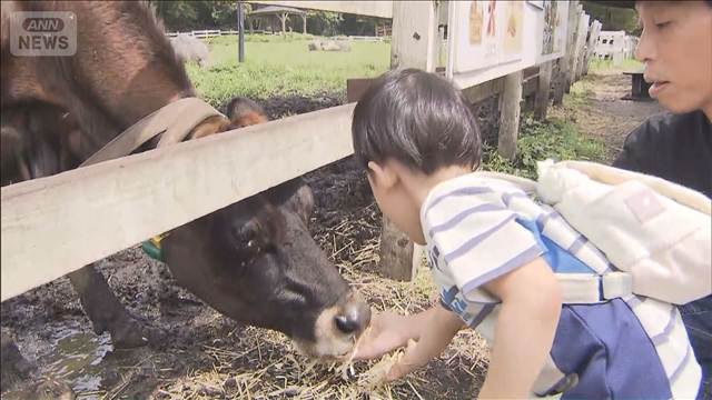 ジャージー牛のエサやり体験 家族連れでにぎわう　山梨・清里高原