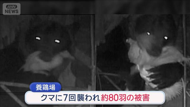 襲撃7回…80羽襲われる　設置カメラに“黒い影”ヒグマの光る眼　北海道