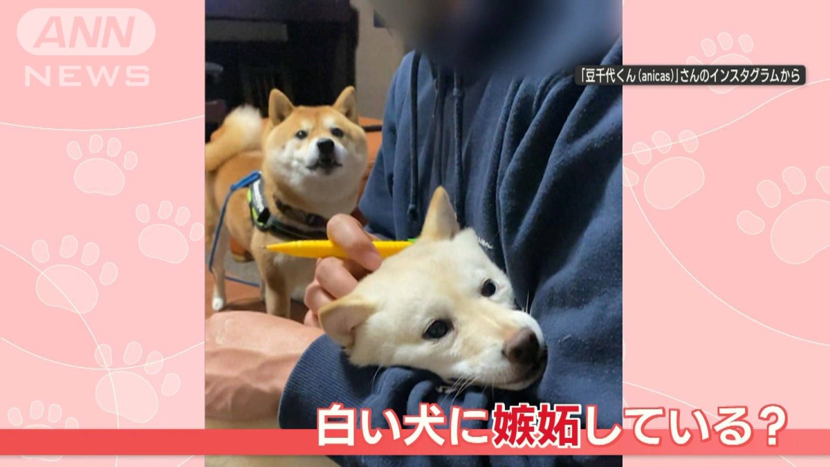 「そんな目で俺を見ないでくれ…」嫉妬？　柴犬の“悲痛”視線＆鳴き声「悲しいワン」