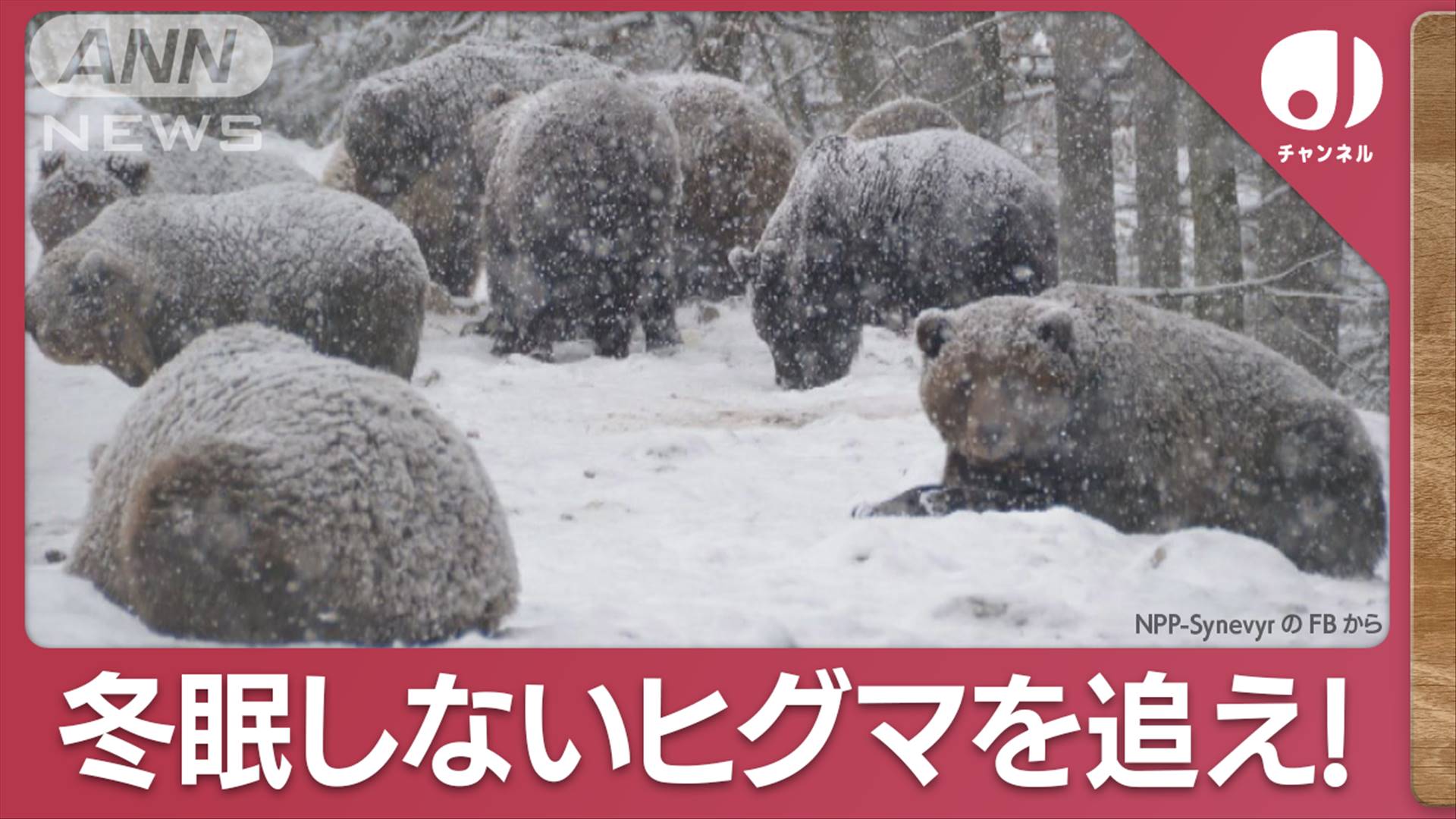出没相次ぐ“冬眠しないクマ”北海道でドローン追跡…「1度上昇で冬眠期間