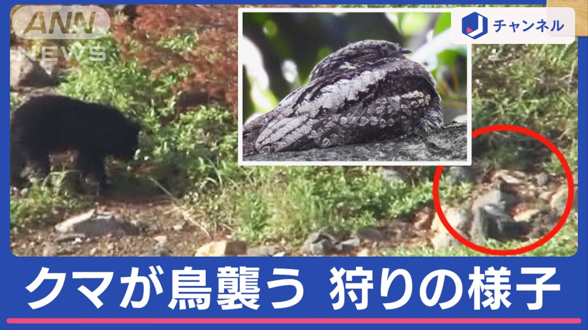 新映像】クマvsヨタカ “エサ不足”で食に変化か 専門家警鐘