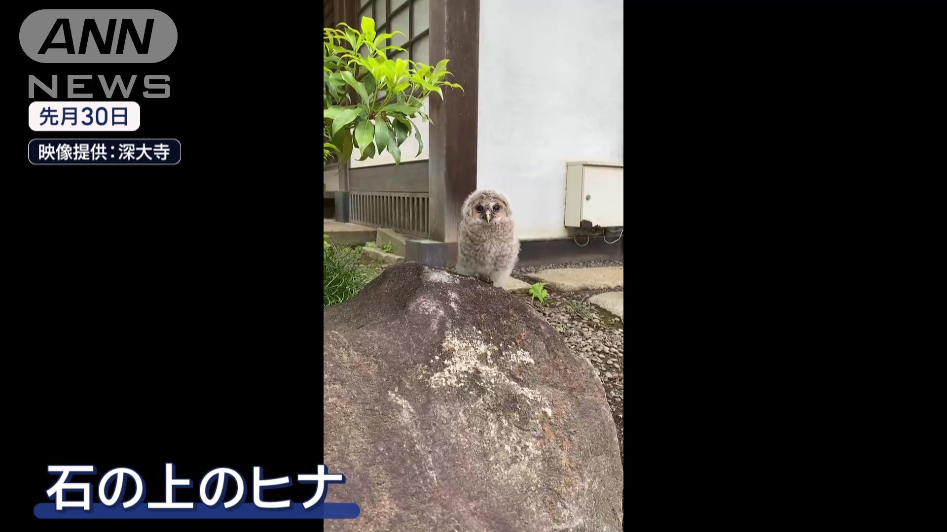 石の上に、フクロウのヒナ