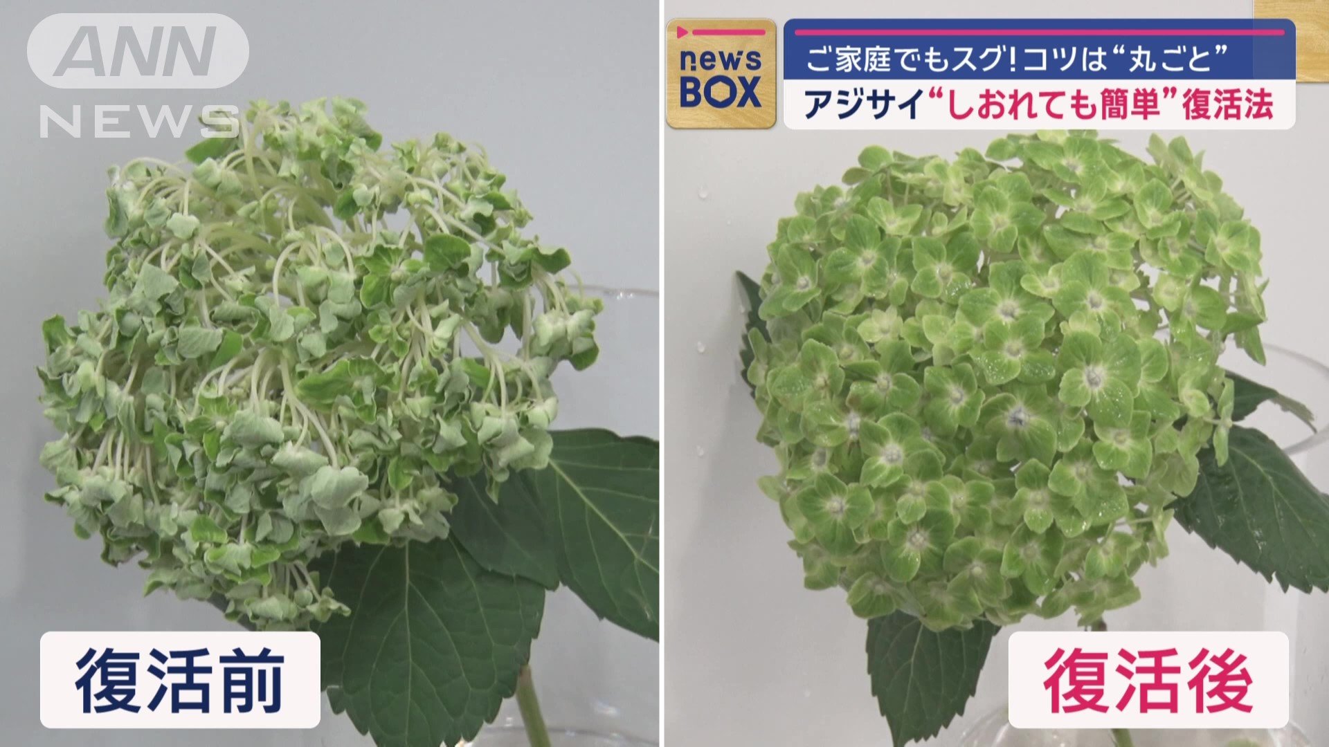 シワシワだった花が大きく開いた