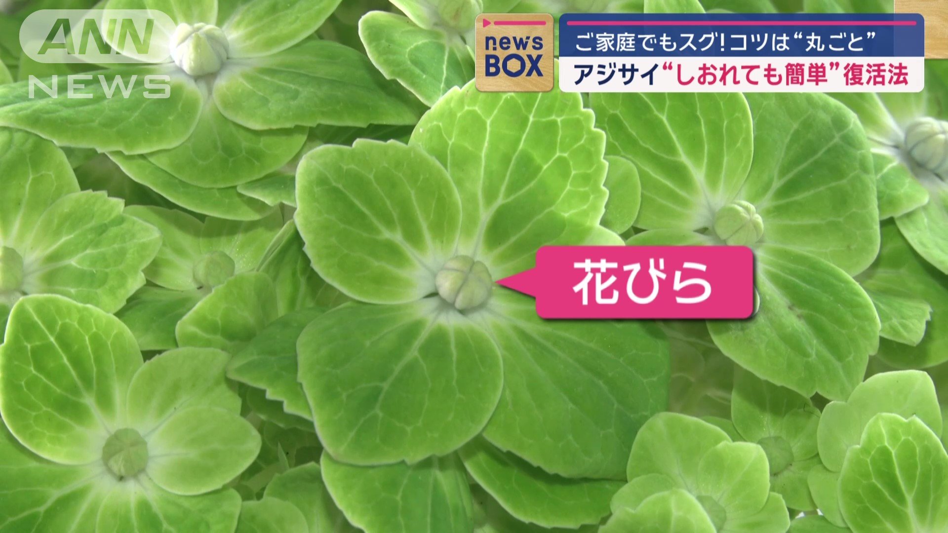 アジサイの花びら
