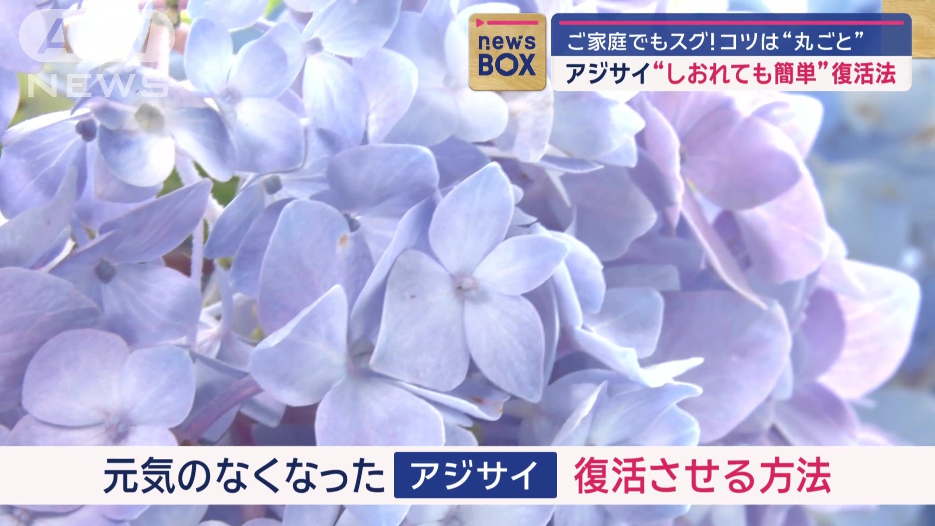 元気がなくなったアジサイを復活させる方法