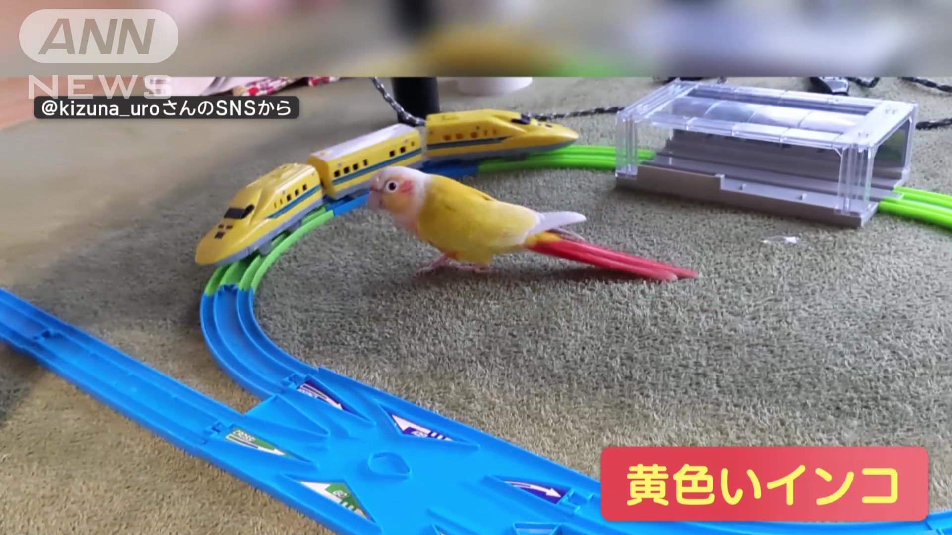 黄色いインコが追いかける