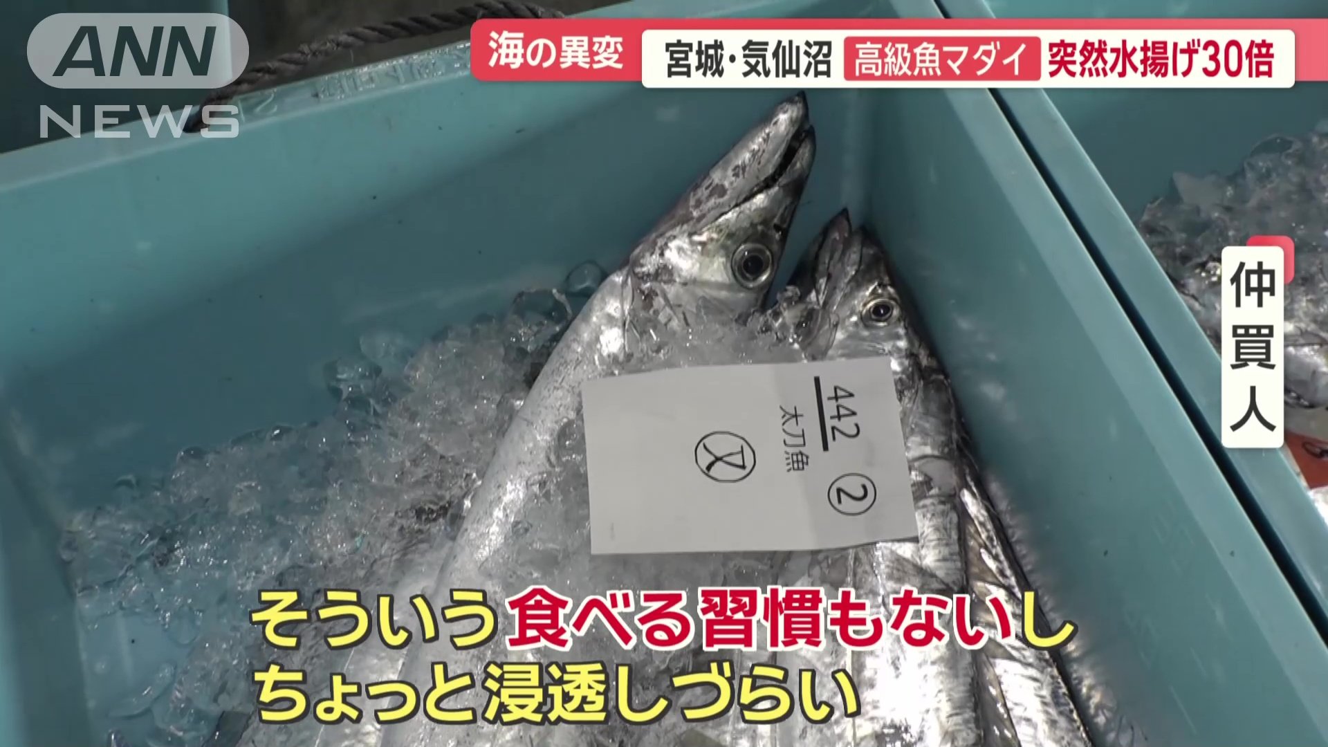 見慣れない魚のため