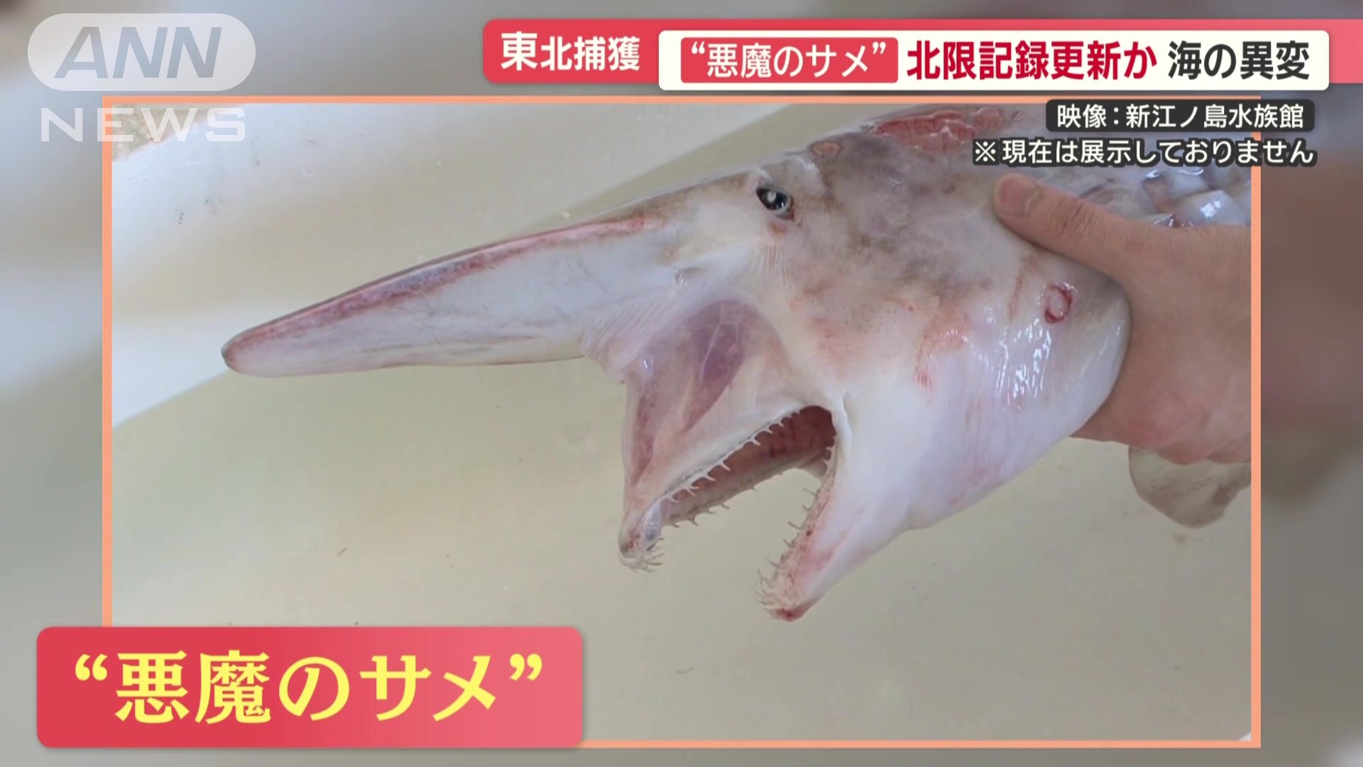 異名“悪魔のサメ”