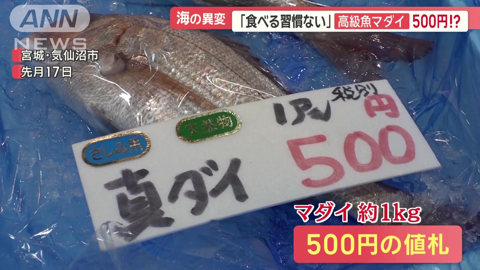 マダイ1キロが、なんと500円