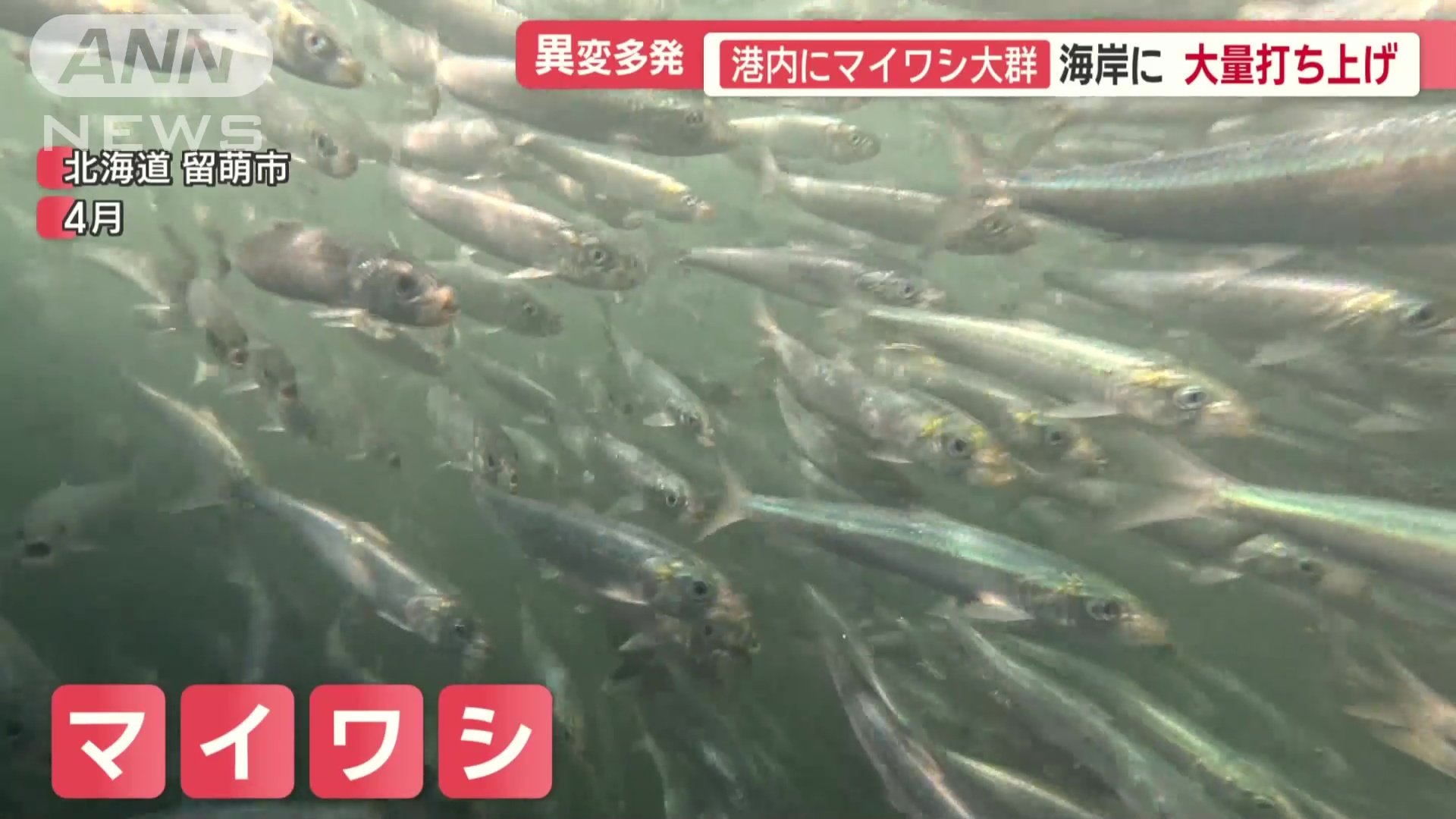 4月には北海道で、マイワシの大群