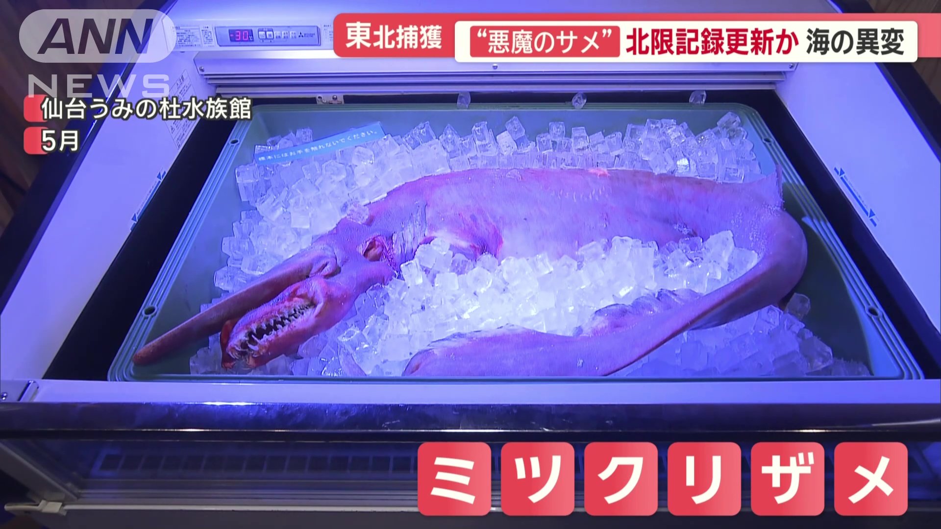 ミツクリザメ