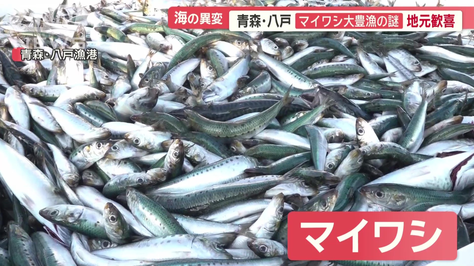 マイワシ