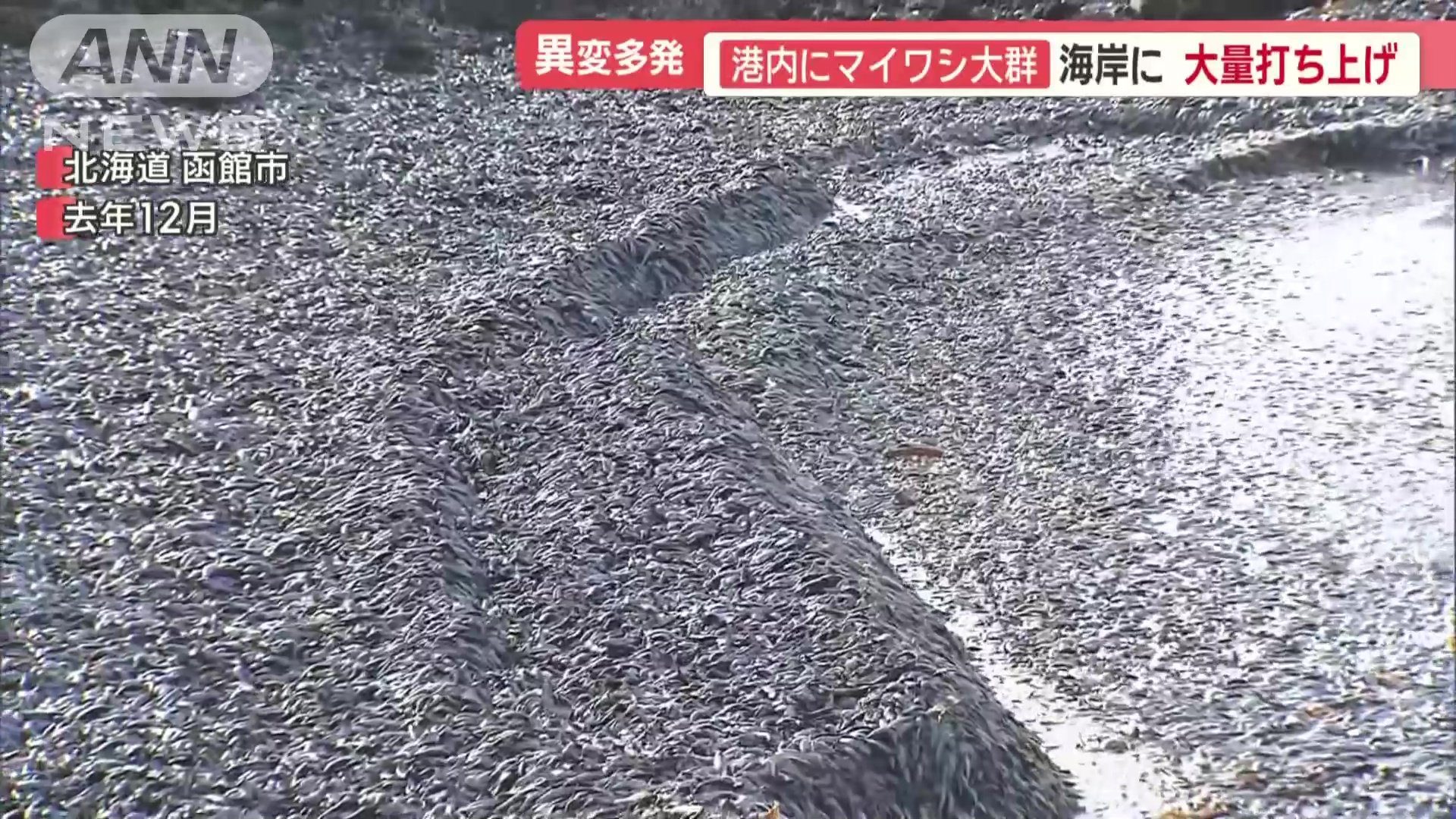 マイワシで銀一色になった砂浜