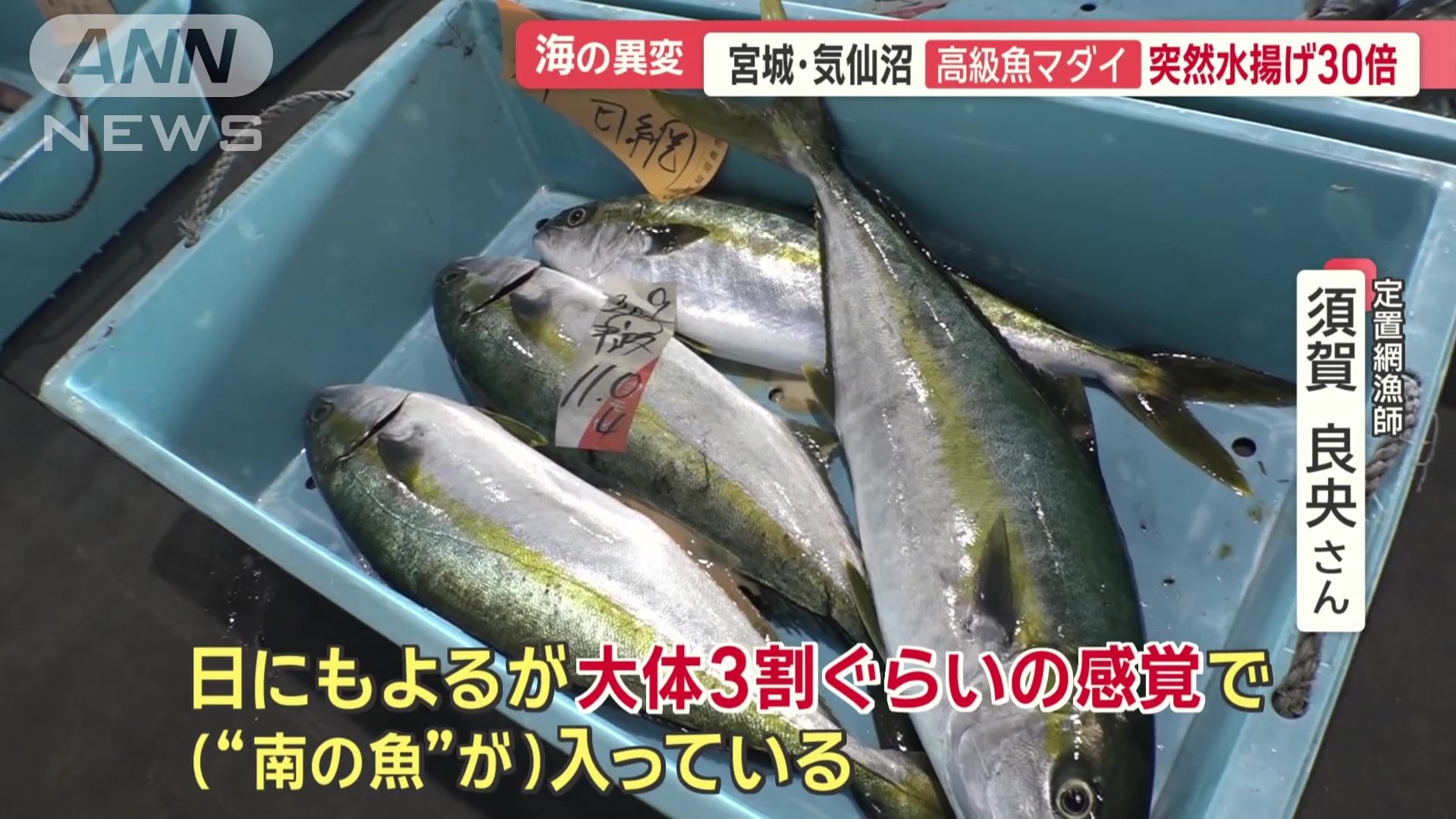ヒラマサ