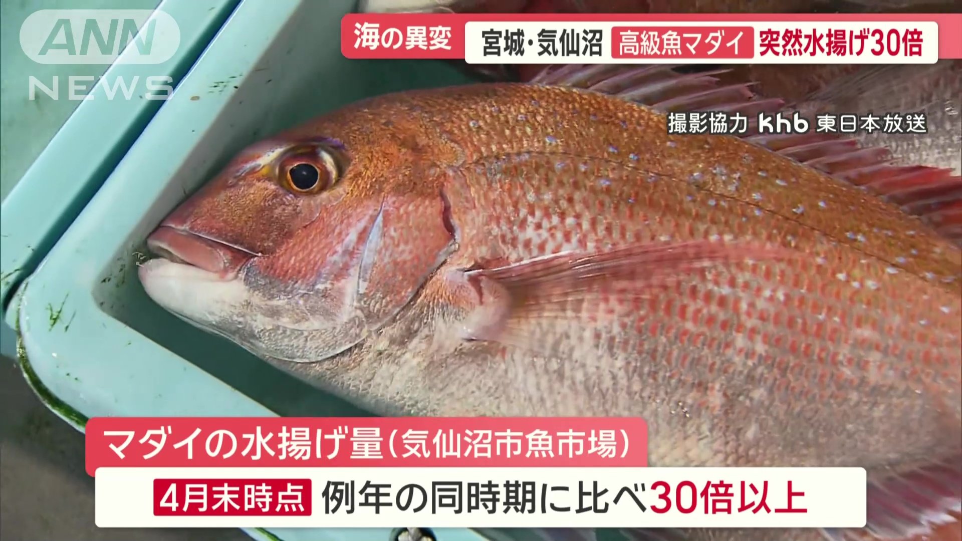 マダイの水揚げ30倍