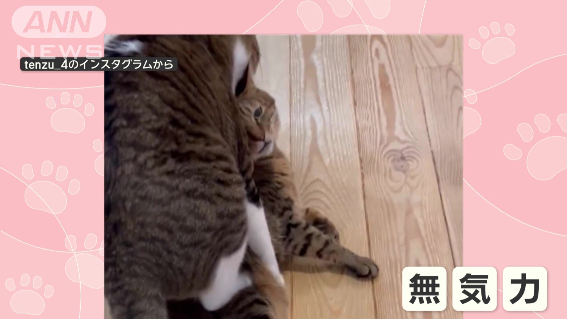 運ばれるネコは…