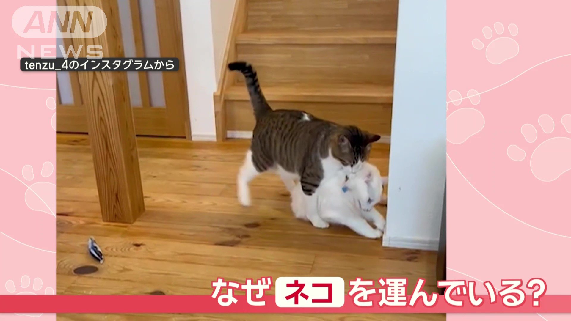 なぜネコを運んでいる？