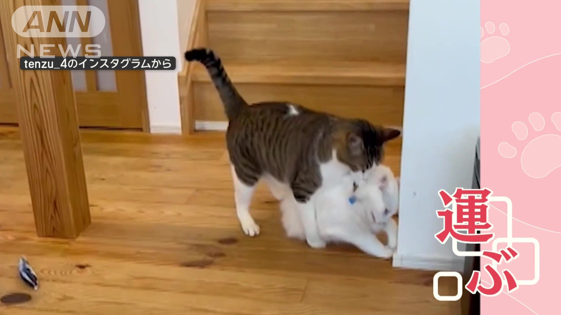 ネコがネコを運ぶ