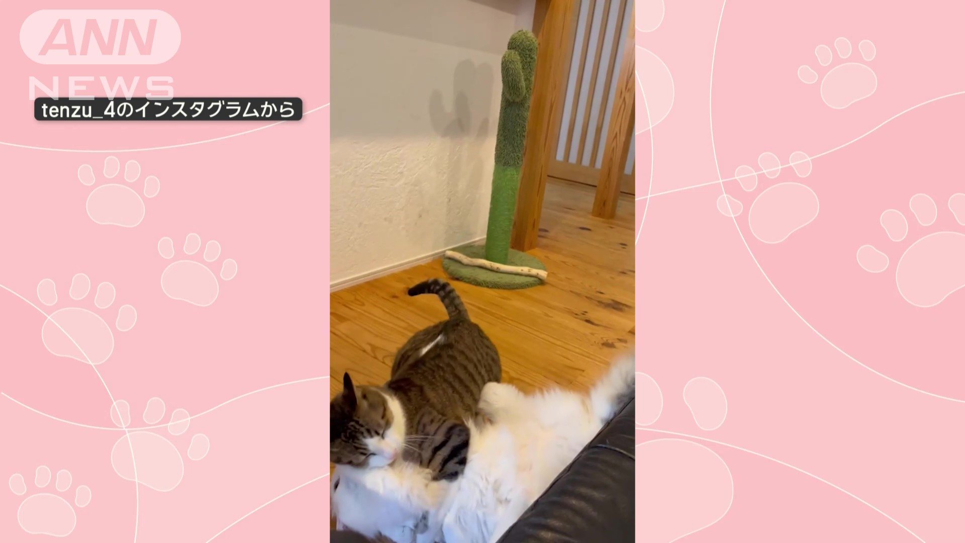 じゃれて遊ぶ