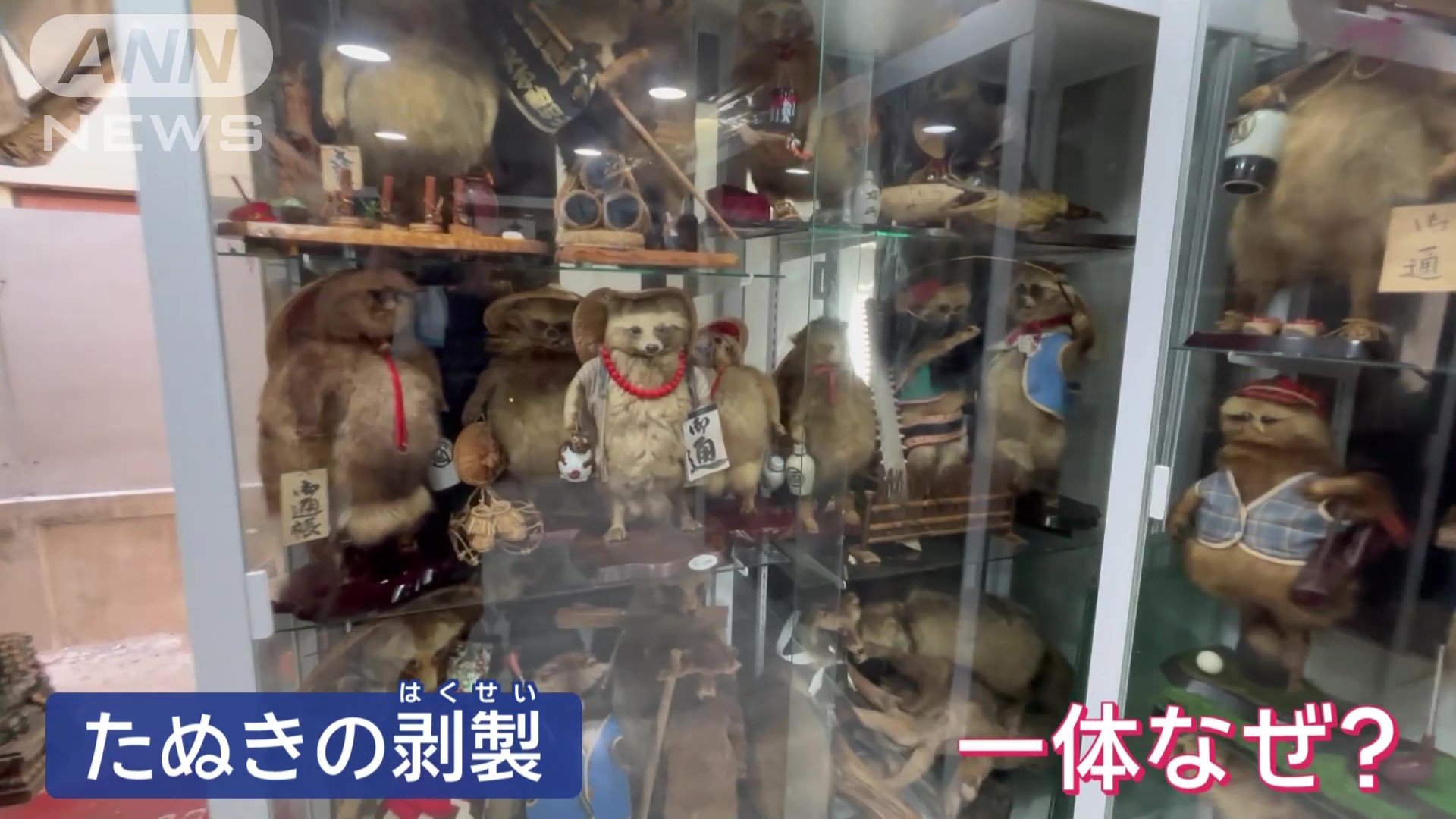 日本製のたぬきの剥製（はくせい）