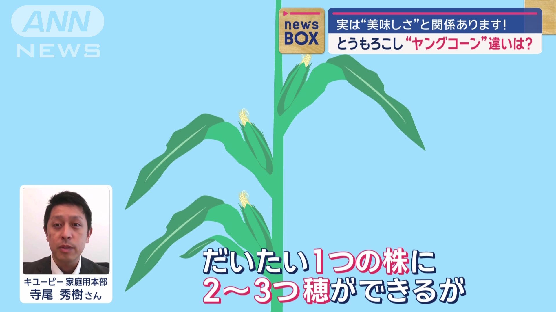 1つの株に2〜3つ穂ができる