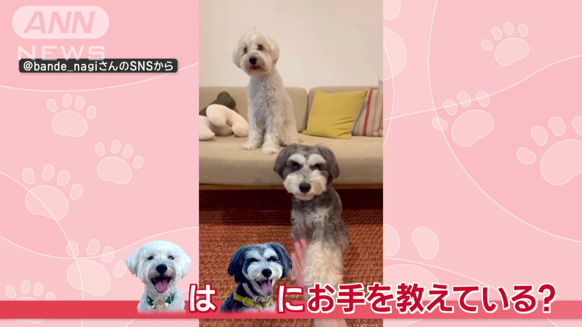 “お手”を教えてる？