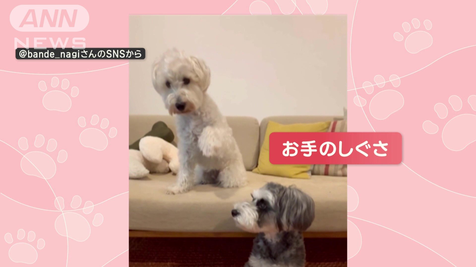 白いワンちゃんが“お手”のしぐさ