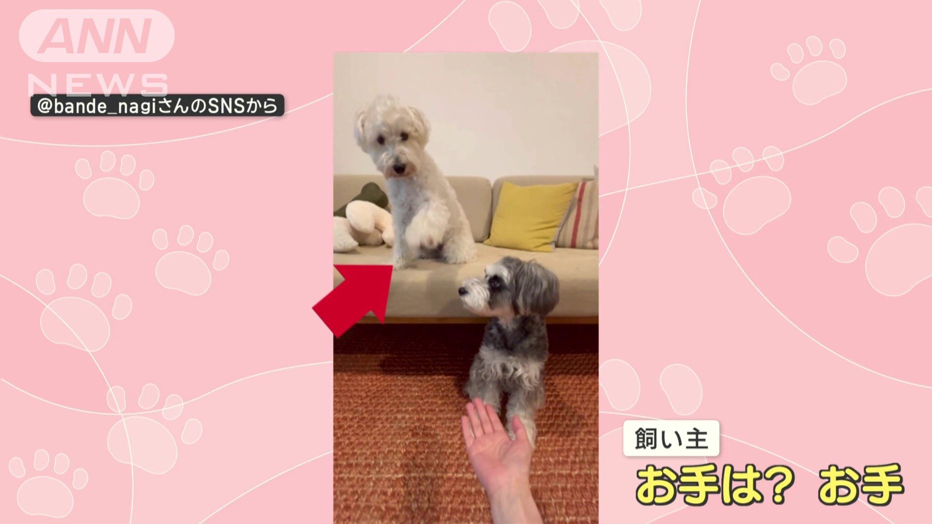 黒いワンちゃんに“お手”を要求