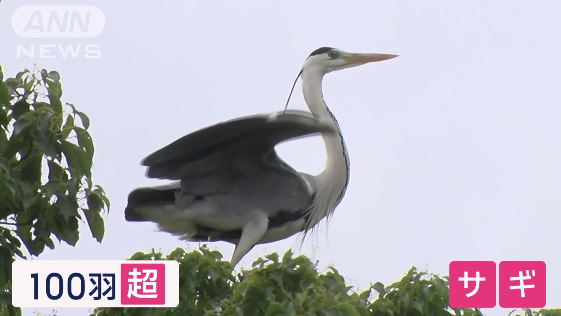 100羽を超えるサギ