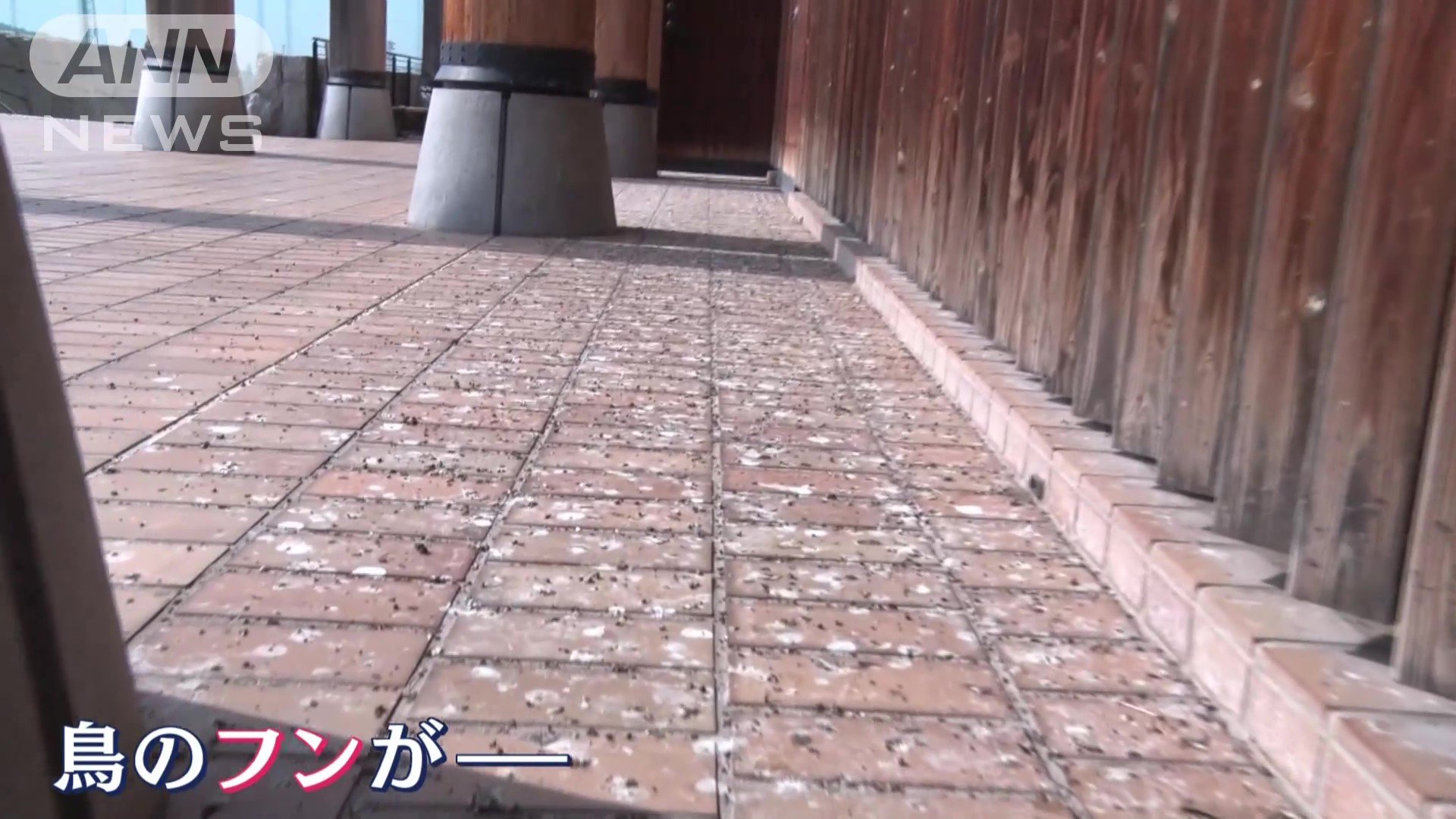 鳥のフンが積み重なっている