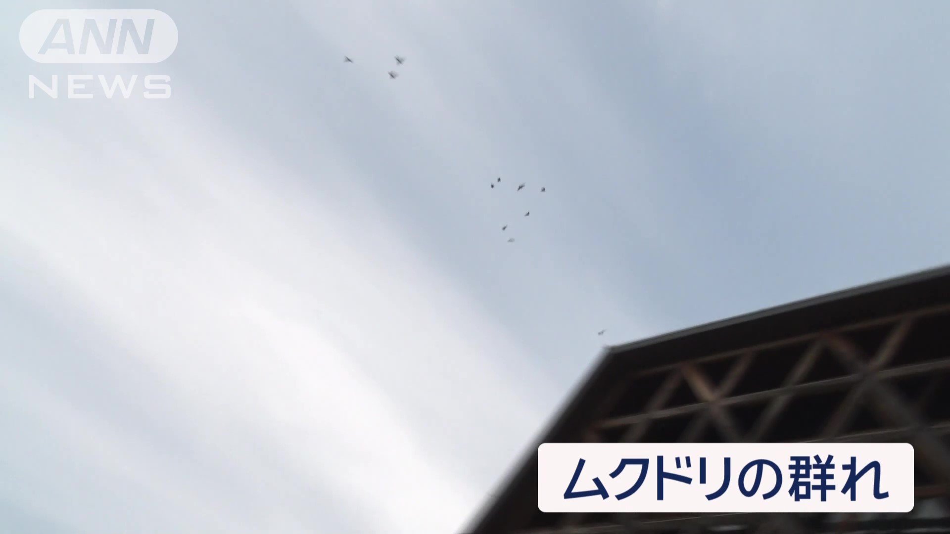 ねぐらに戻ってくるムクドリの群れ