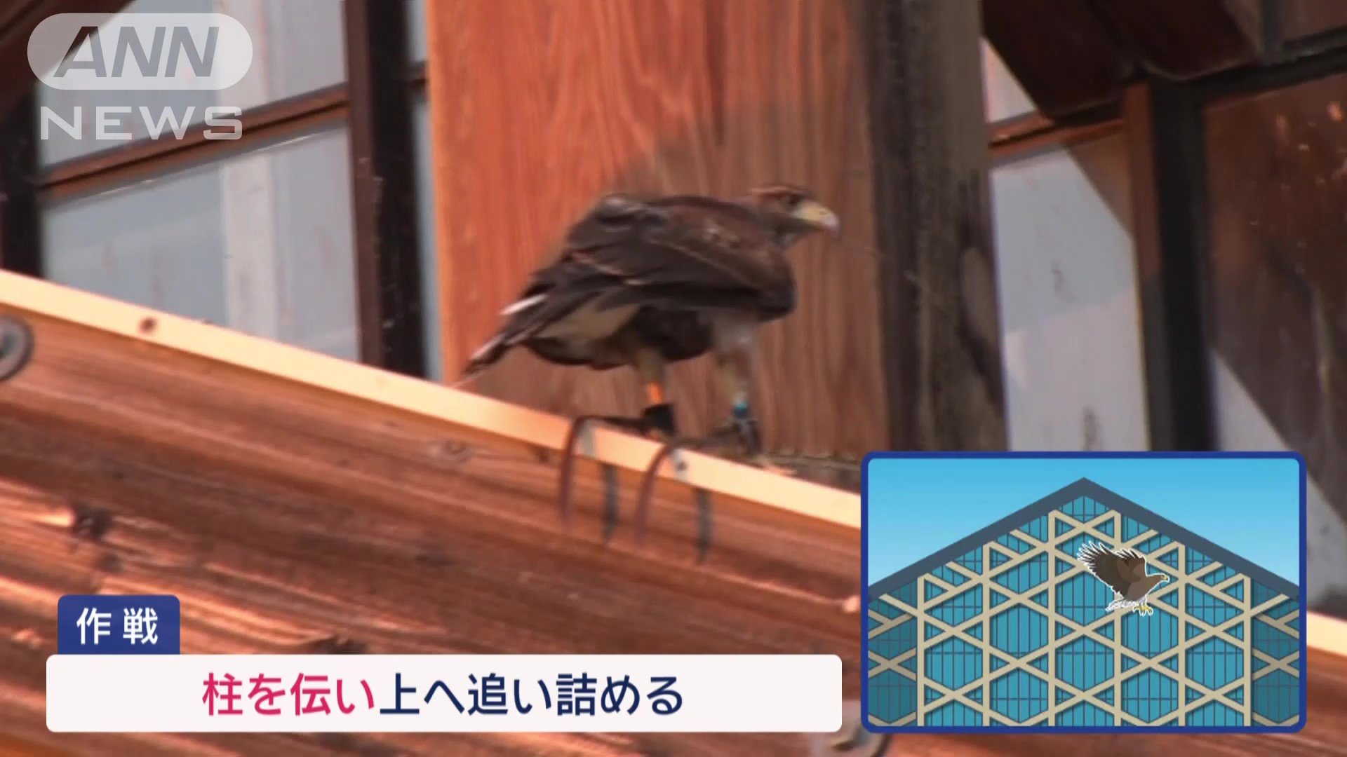 柱を伝い、上へと追い詰める