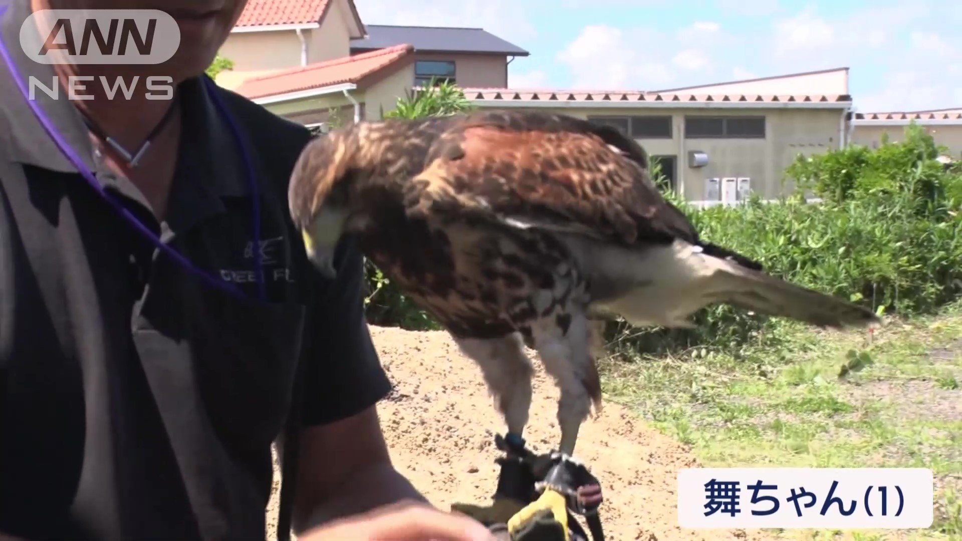 鷹の舞ちゃん