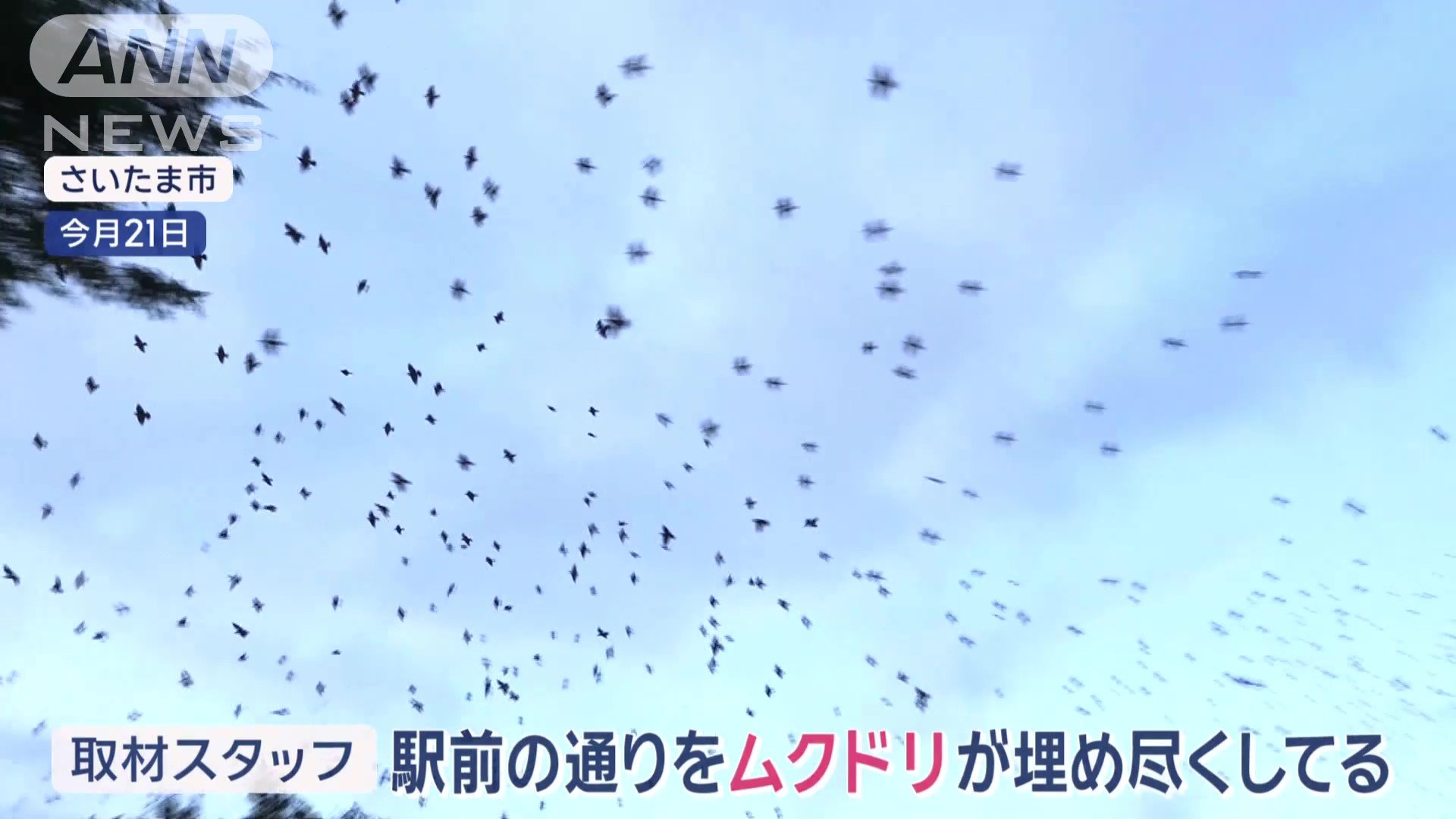 駅前を埋め尽くすムクドリ