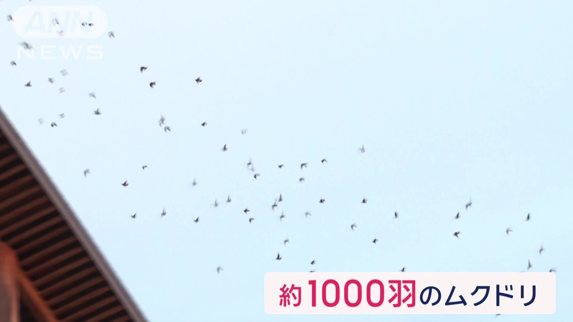 追い詰められ、慌てる