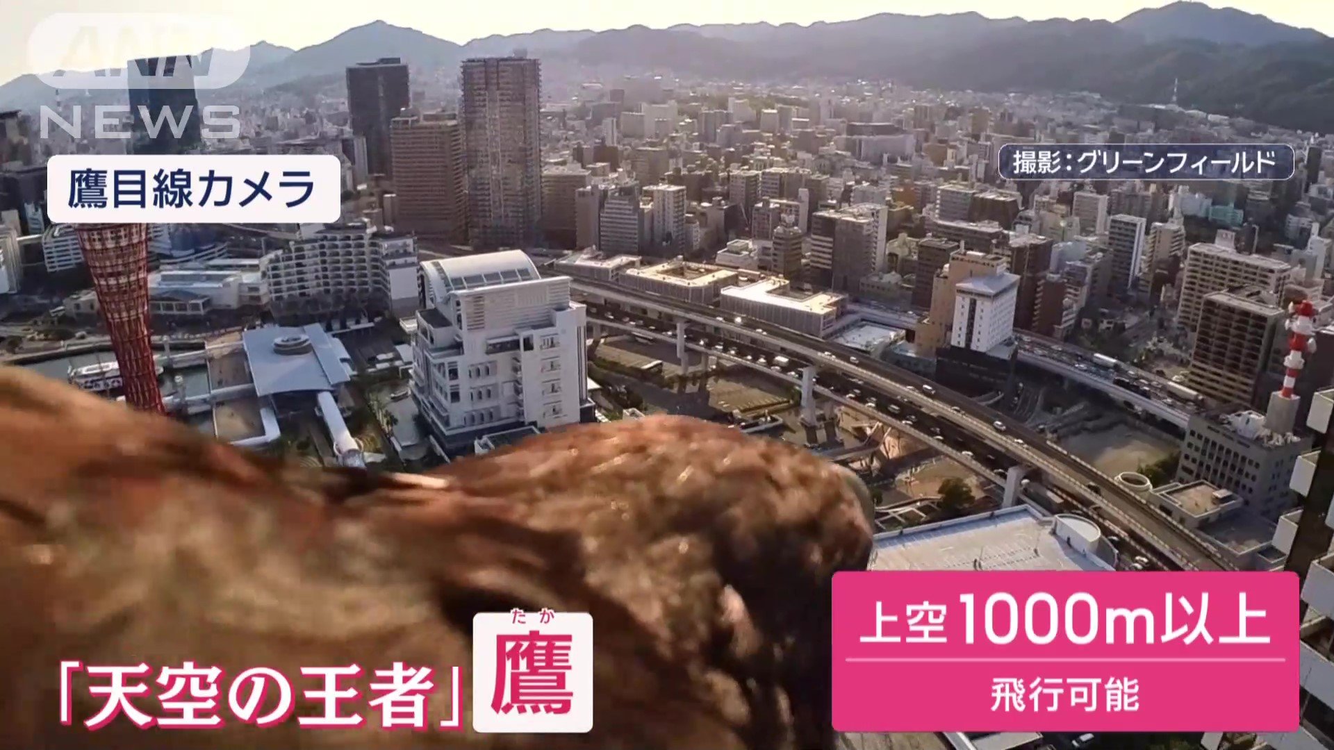 「天空の王者」鷹