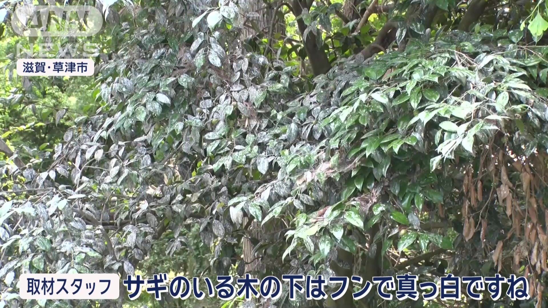 フンで真っ白