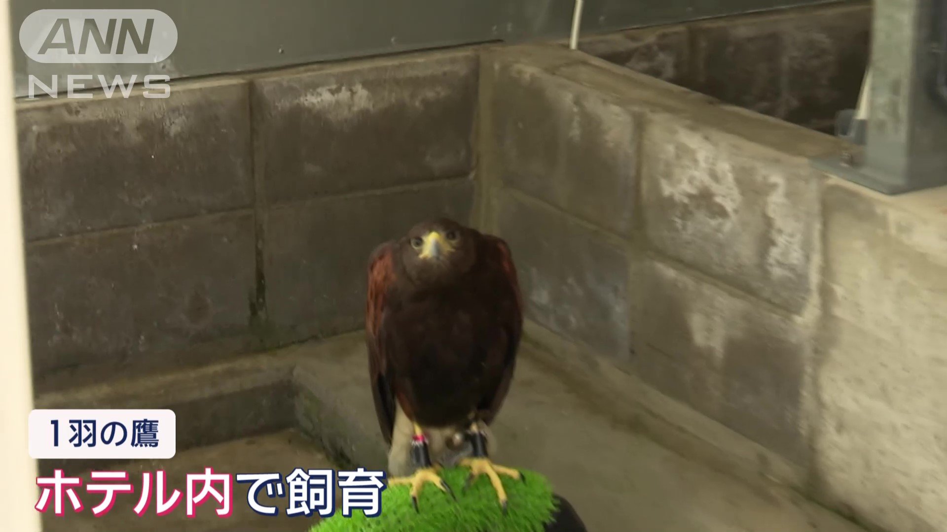 ホテル内で飼育している鷹