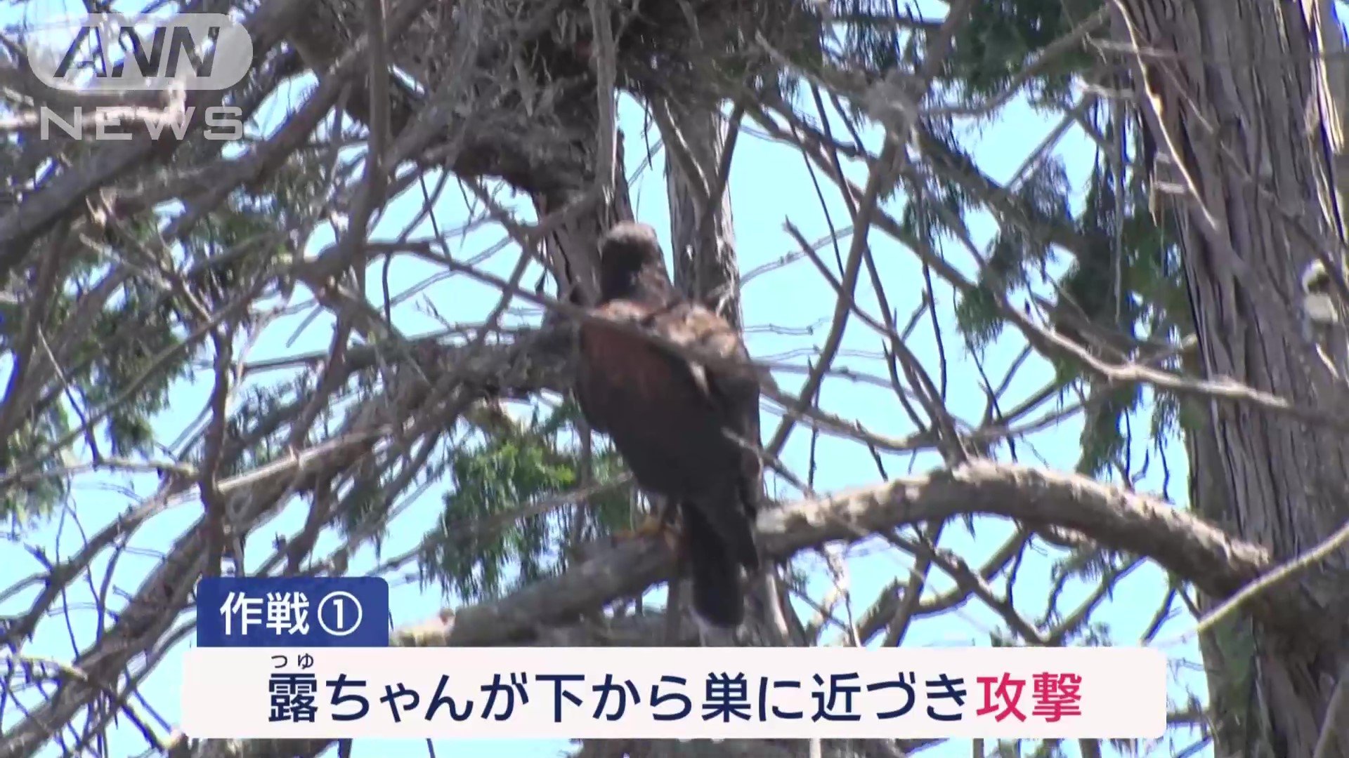 下から巣に近づき攻撃