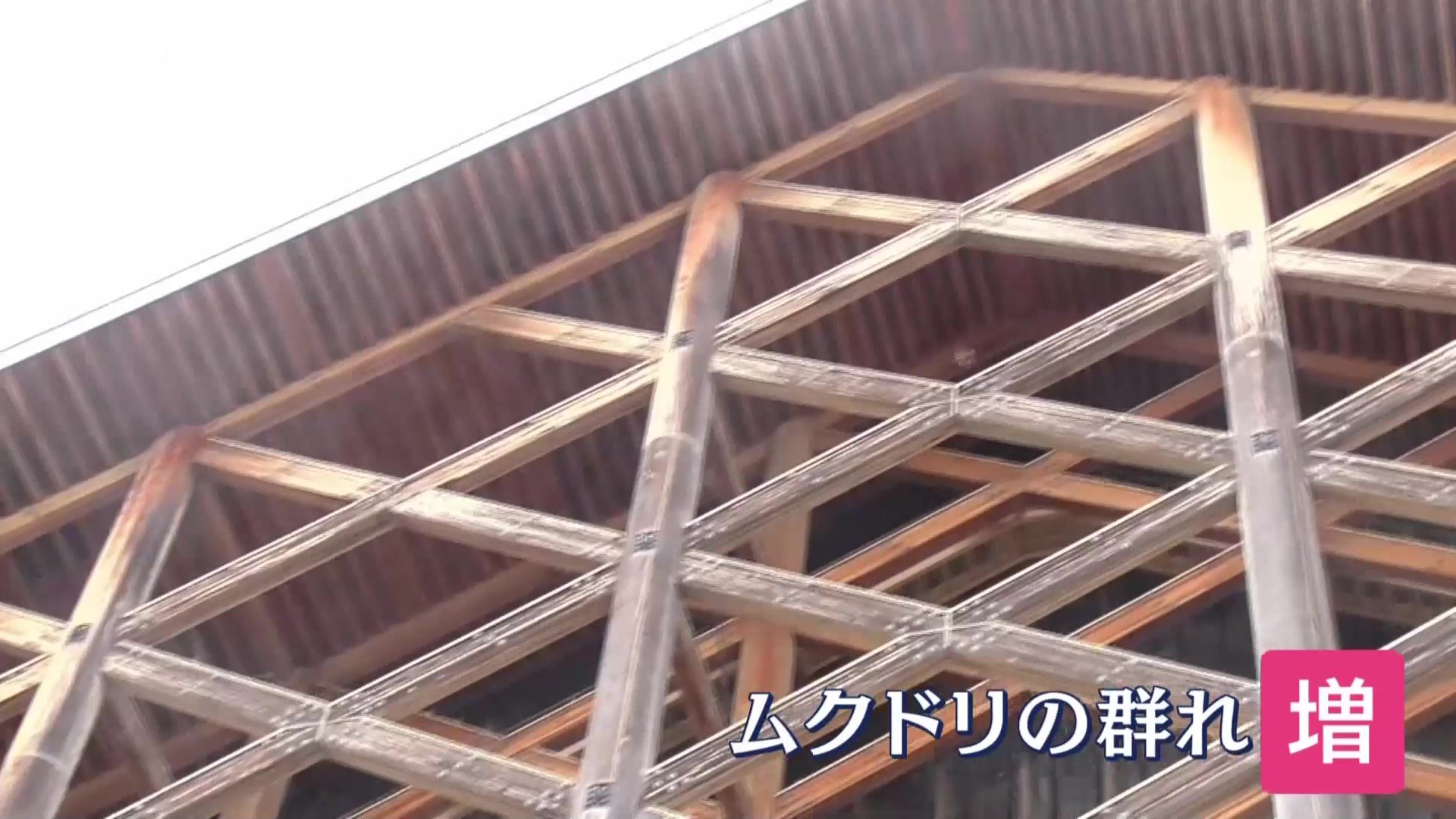 増え続ける群れ