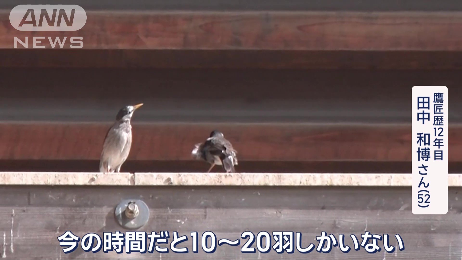 ムクドリ