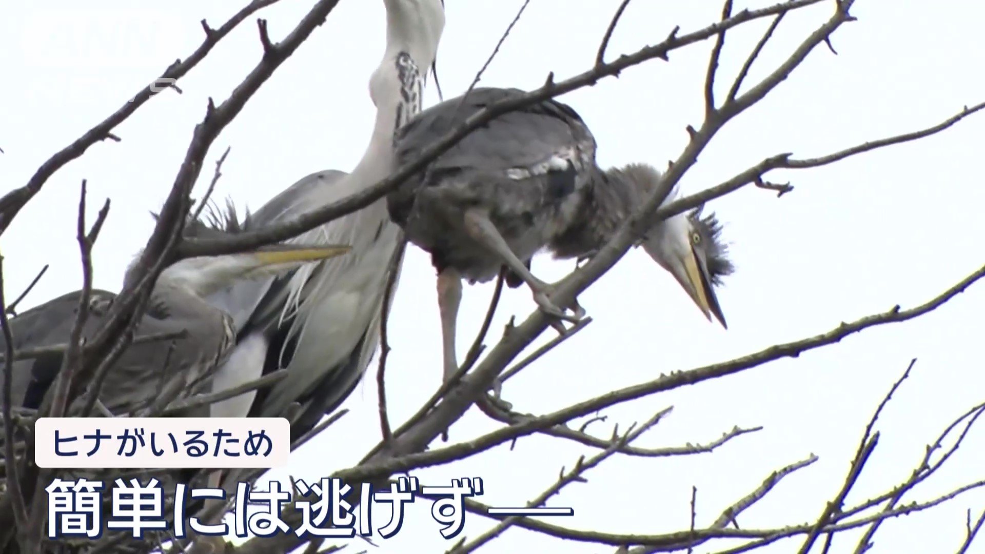 簡単には逃げず
