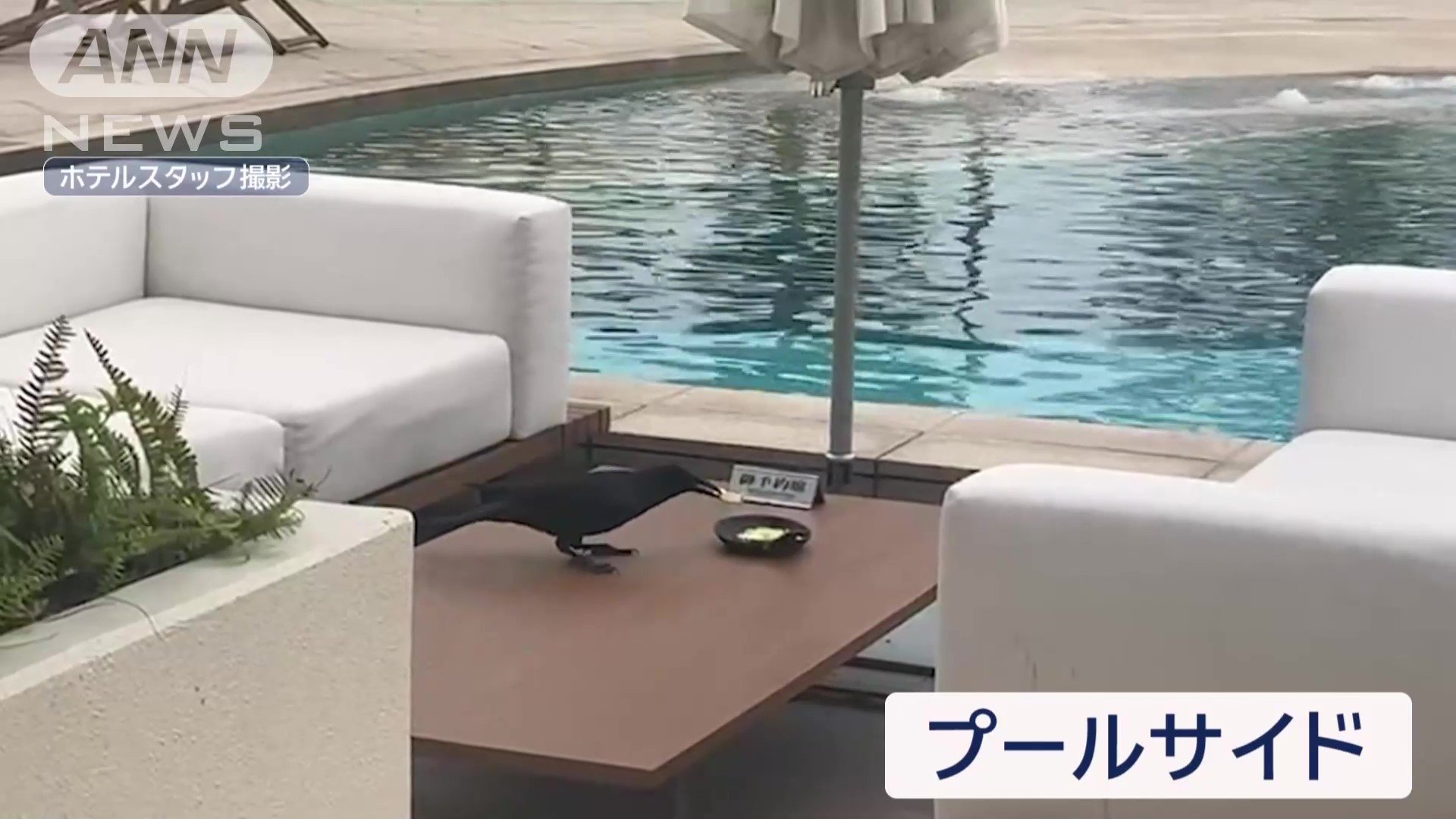 食べ残しのスナックを奪う