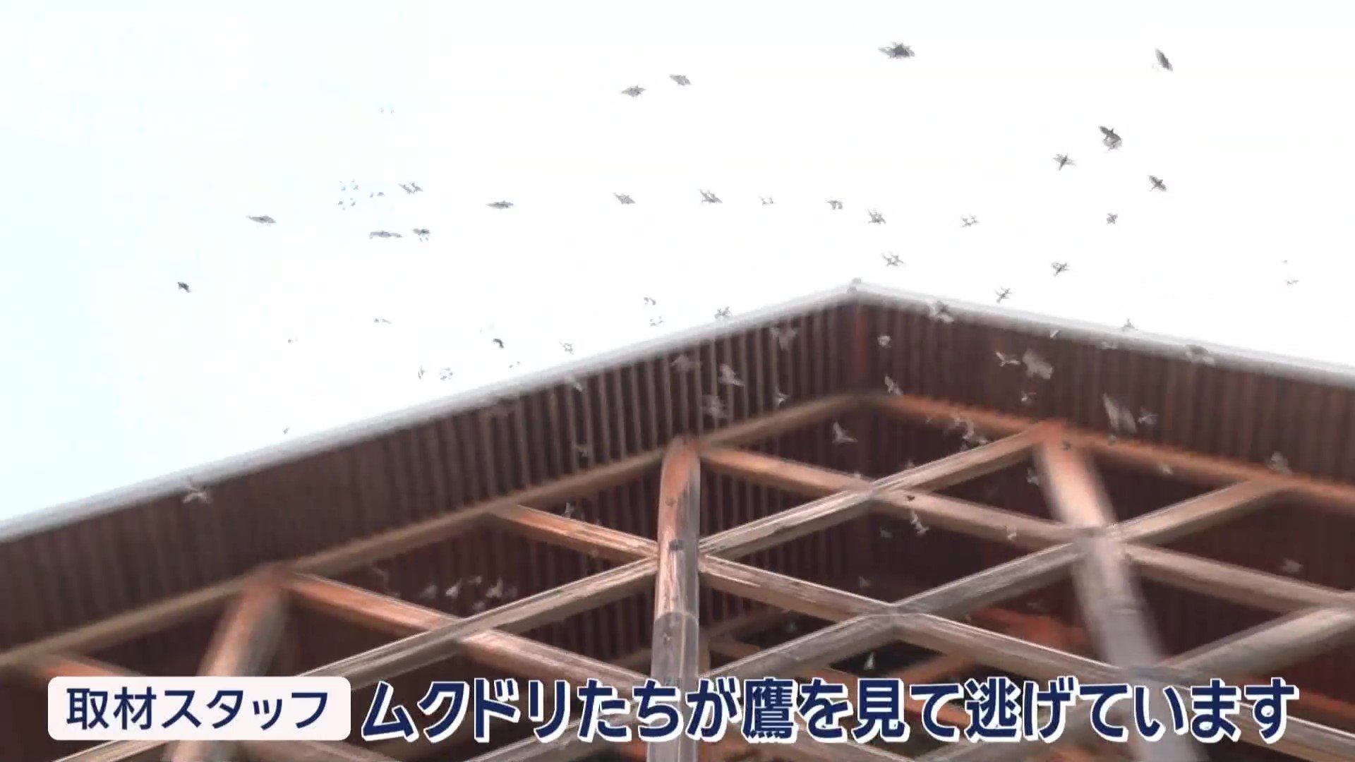 逃げるムクドリたち