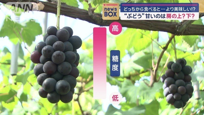 ぶどうの成熟